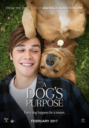 一条狗的使命 蓝光原盘下载+高清MKV版/ 为了与你相遇(台) 2017 A Dog's Purpose 37.13G