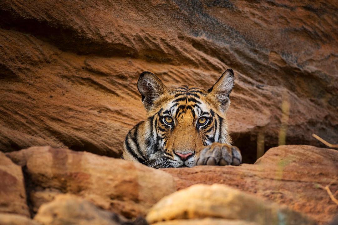 %title插图%num 王朝 4K蓝光原盘下载+高清MKV版 /2018 The Rise and Fall of Animal Families 92G