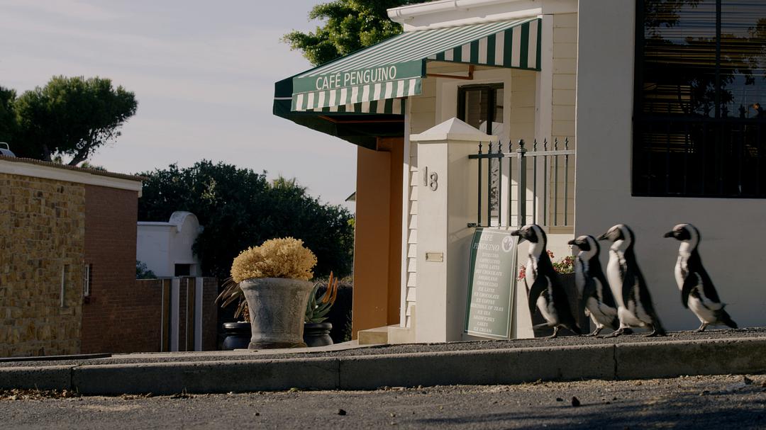 %title插图%num 地球改变之年 4K蓝光原盘下载+高清MKV版/这一年,地球变得不一样(台) 2021 The Year Earth Changed 8.5G