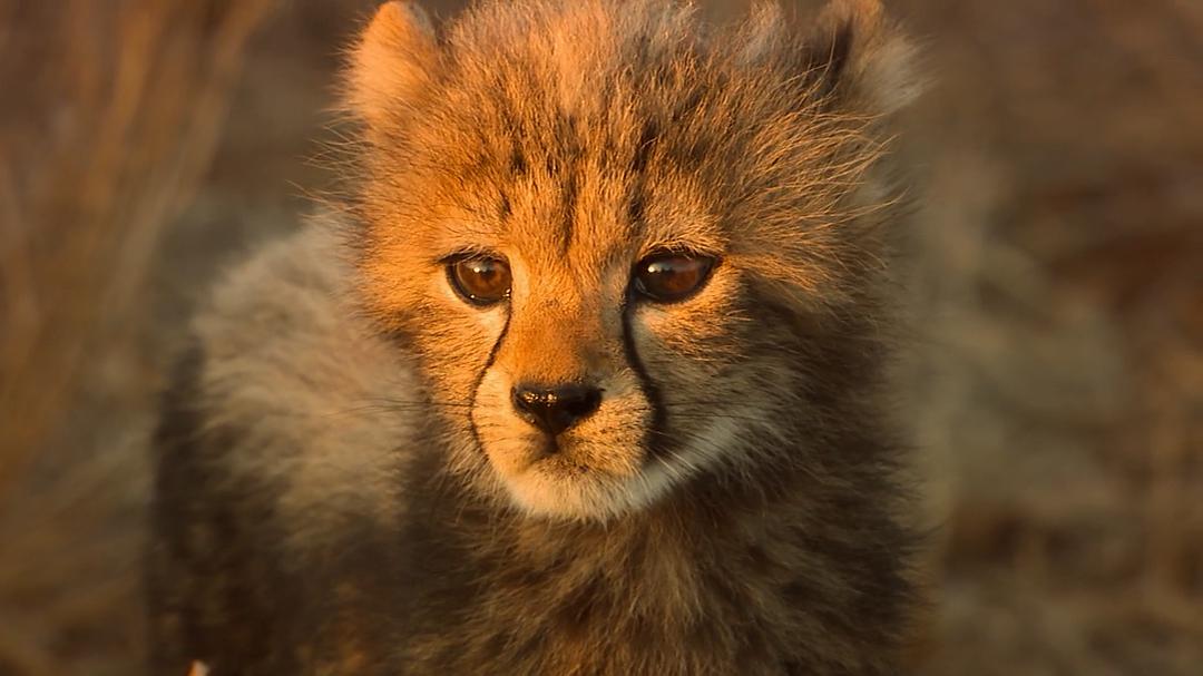 %title插图%num 地球改变之年 4K蓝光原盘下载+高清MKV版/这一年,地球变得不一样(台) 2021 The Year Earth Changed 8.5G